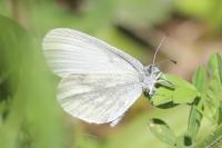 Leptidea sinapis