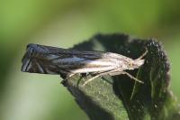 Crambus lathoniellus