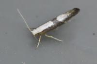 Argyresthia spinosella