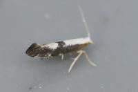Argyresthia spinosella
