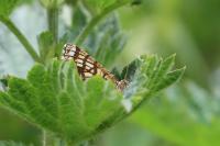 Chiasmia clathrata