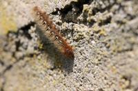 Lasiocampa quercus