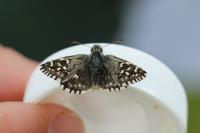 Pyrgus malvae