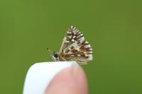Pyrgus malvae