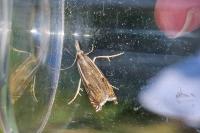 Crambus lathoniellus