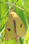 Diacrisia sannio