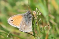 Coenonympha pamphilus