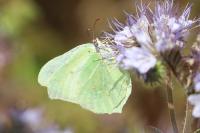 Gonepteryx rhamni