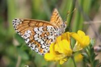 Melitaea cinxia