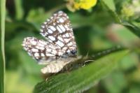 Chiasmia clathrata