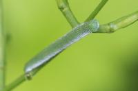 Anthocharis cardamines
