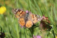 Vanessa cardui