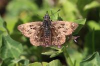 Carcharodus alceae