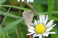 Pyrausta despicata