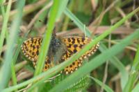 Boloria dia