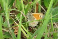 Coenonympha pamphilus