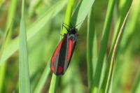 Tyria jacobaeae