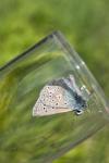 Polyommatus icarus