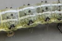 Cosmia affinis