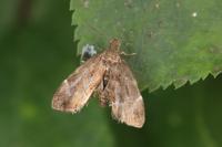 Anthophila fabriciana