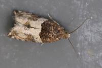 Gypsonoma aceriana
