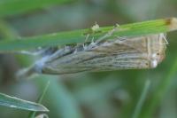 Chrysoteuchia culmella