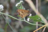 Pyronia tithonus