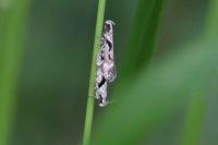 Caryocolum blandellum