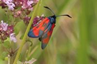 Zygaena trifolii