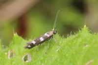 Scythris scopolella