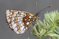 Melitaea athalia