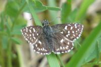 Pyrgus malvae