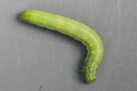 Orthosia gothica