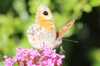 Lasiommata maera