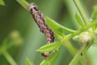Griposia aprilina