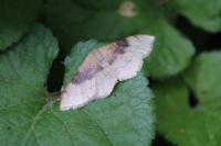 Idaea degeneraria