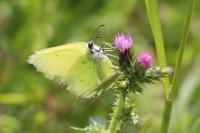 Gonepteryx rhamni