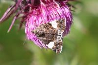 Tyta luctuosa