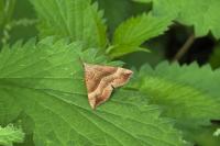 Hypena proboscidalis
