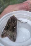 Autographa gamma