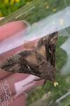 Autographa gamma