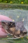 Autographa gamma