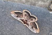 Saturnia pyri