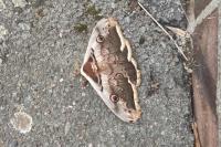 Saturnia pyri