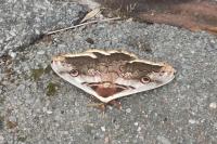 Saturnia pyri