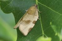 Choristoneura hebenstreitella