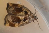 Archips crataegana