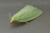 Tortrix viridana