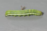Orthosia gothica