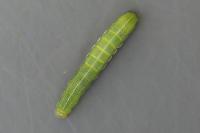 Orthosia gothica